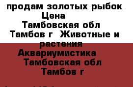  продам золотых рыбок › Цена ­ 150 - Тамбовская обл., Тамбов г. Животные и растения » Аквариумистика   . Тамбовская обл.,Тамбов г.